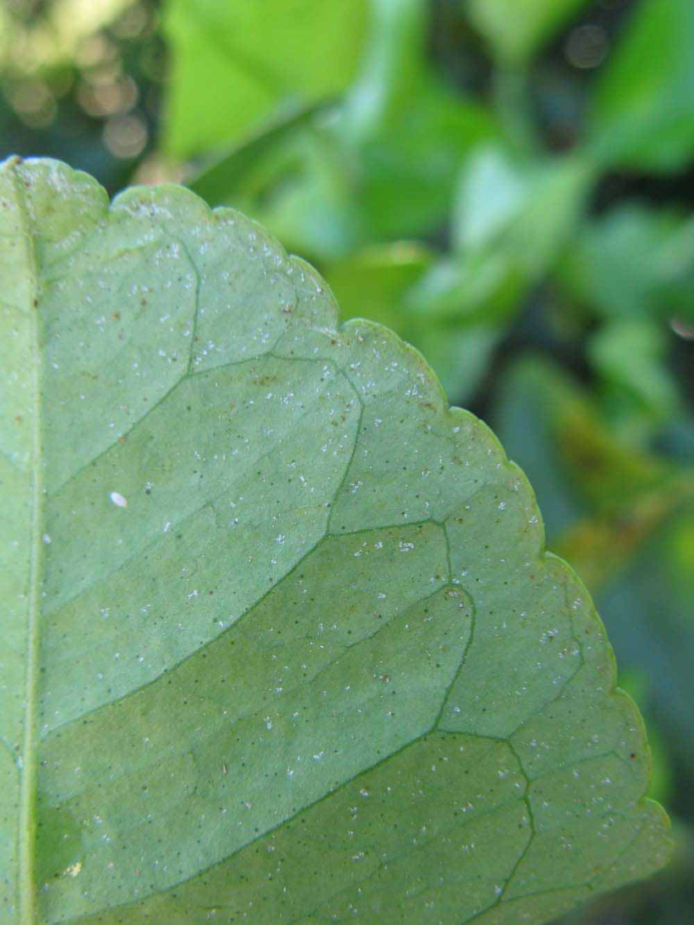            Margin (Bearss, Winter Haven, FL)   